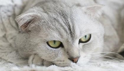 电竞世界杯-凯发K8手机端——随时随地畅享极致娱乐体验